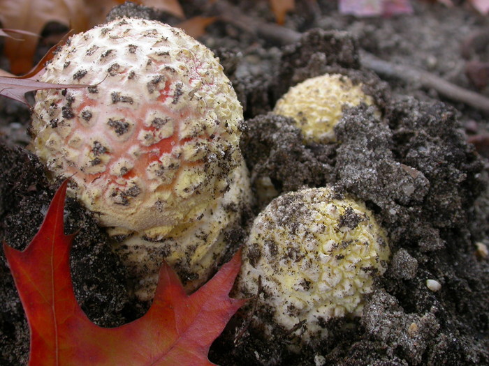 A. muscaria