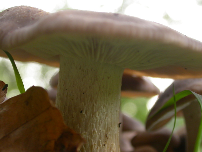 clustered wood loving mushrooms