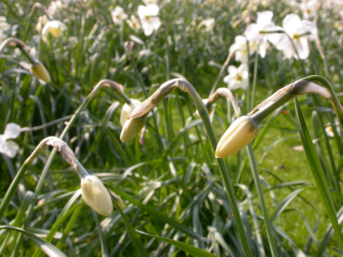 daffodils