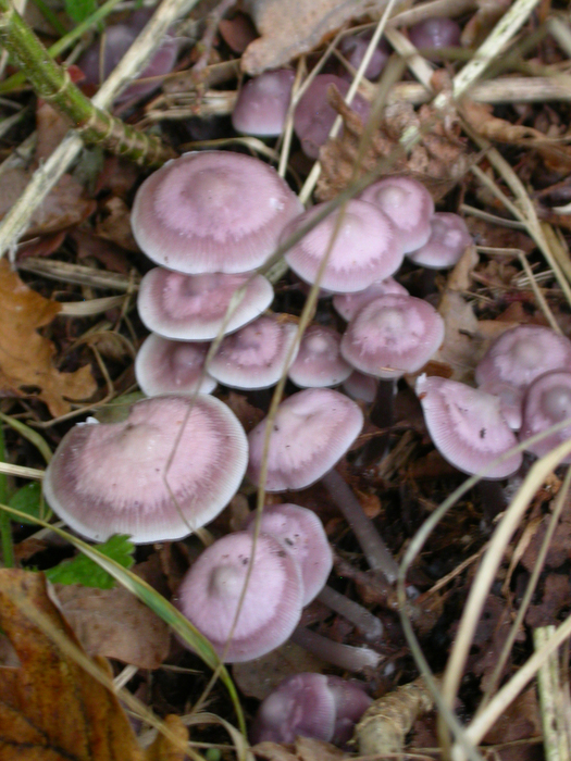 purple mushrooms