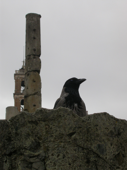 hooded crow