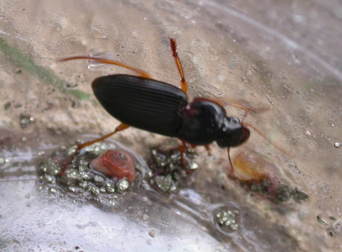 ground beetle