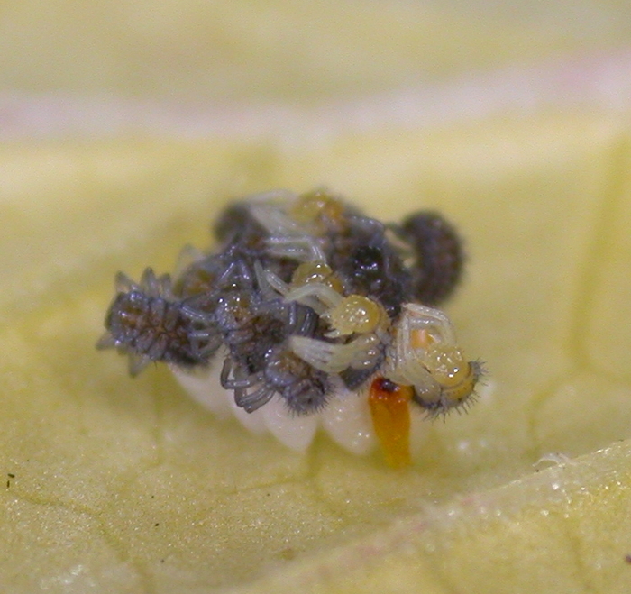 hatching lady bugs