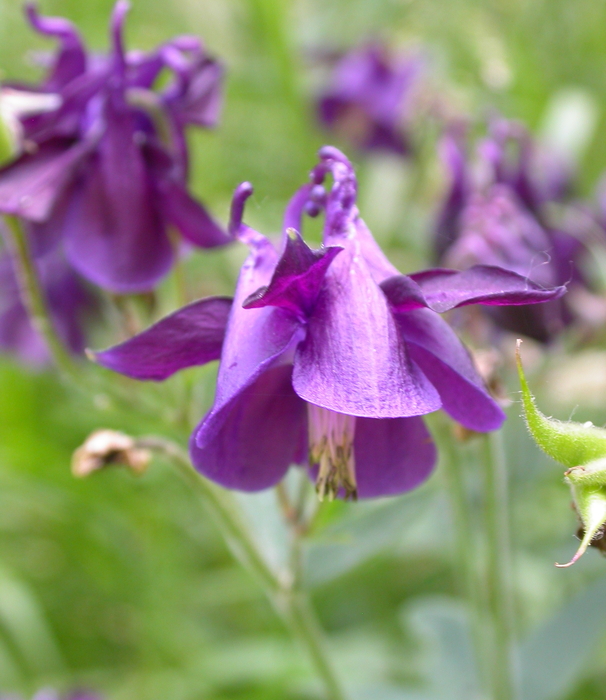 columbine