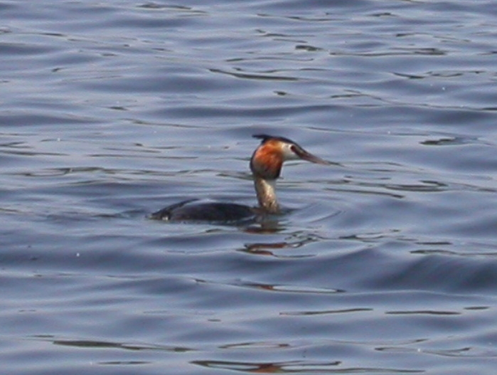 grebe