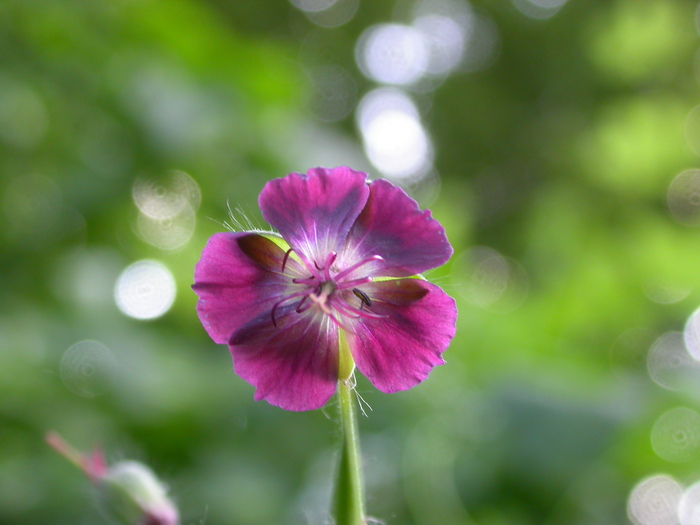 purple flower