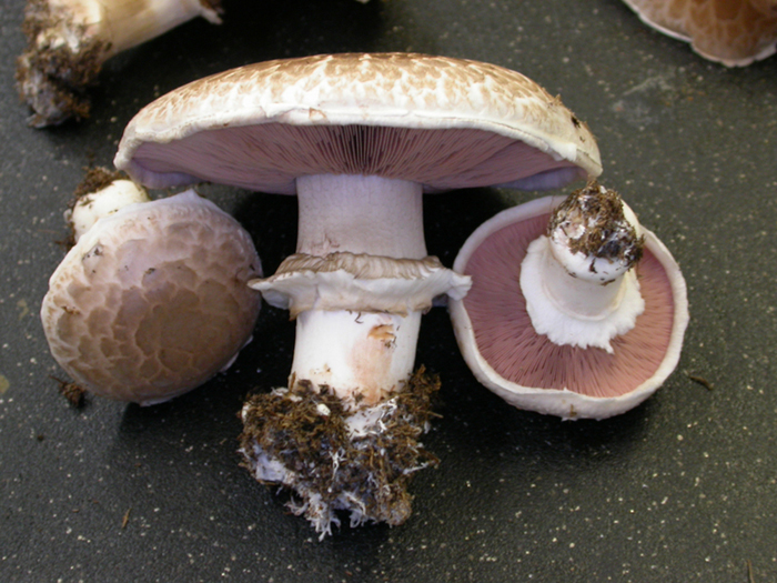 mushroom photo