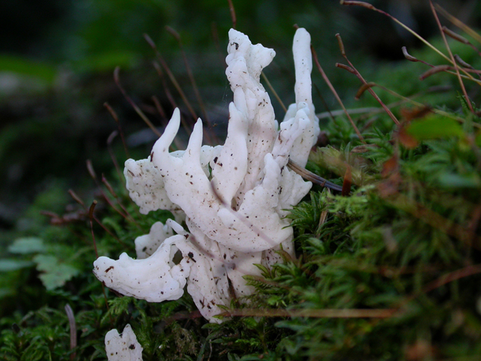 mushroom photo