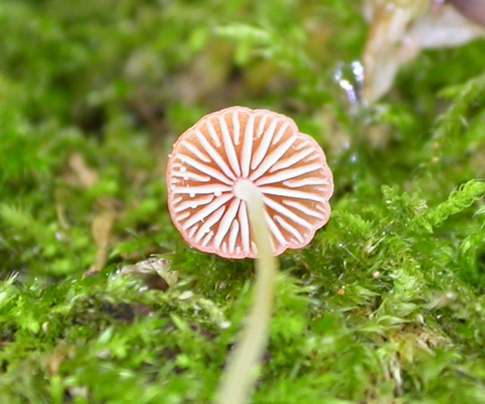 mushroom photo