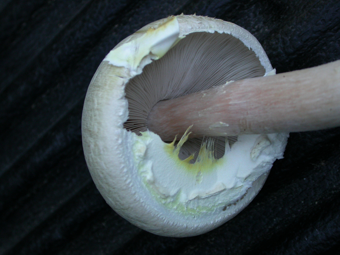 mushroom photo