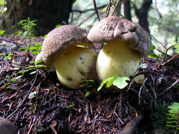 mushroom photo