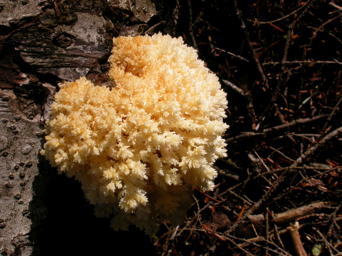 mushroom photo