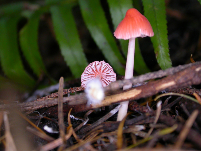 mushroom photo