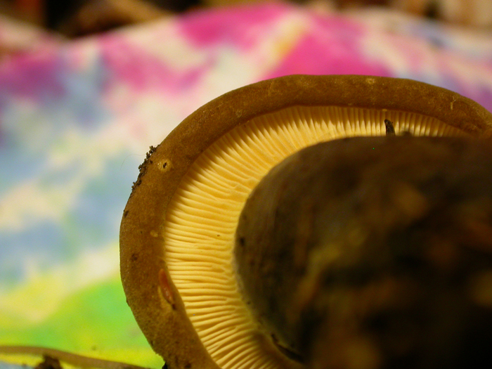 mushroom photo