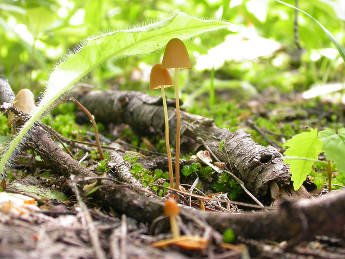 mushroom photo