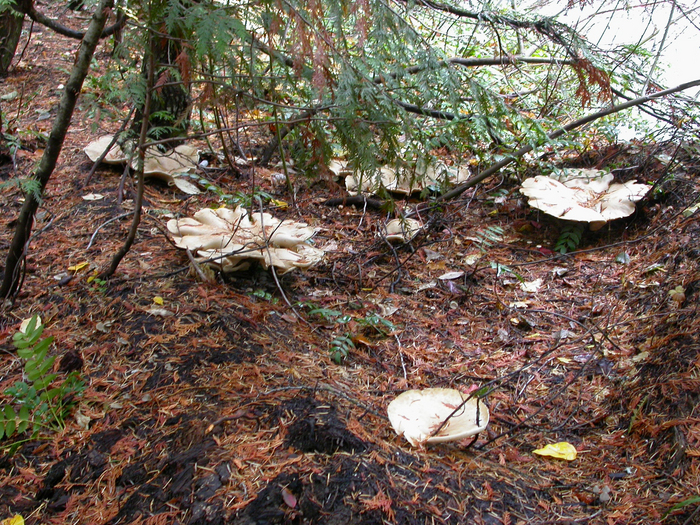 mushroom photo