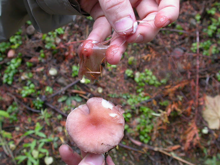 mushroom photo