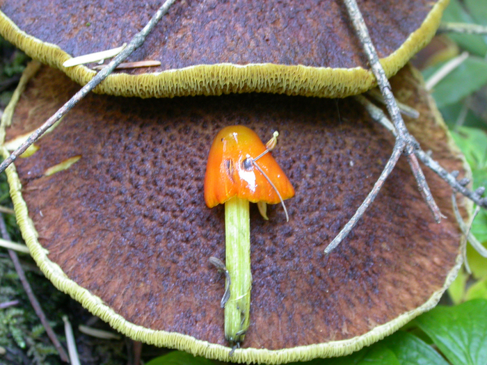 mushroom photo