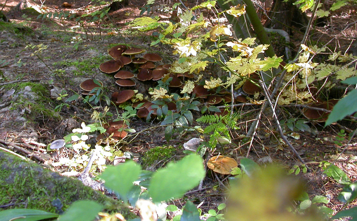 mushroom photo