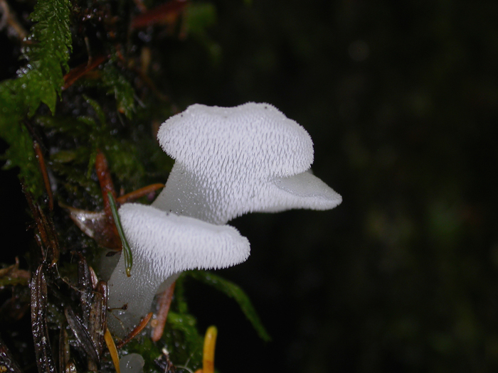 mushroom photo