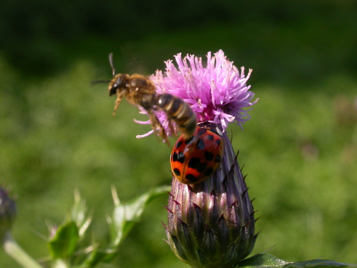 thistle ladybug bee