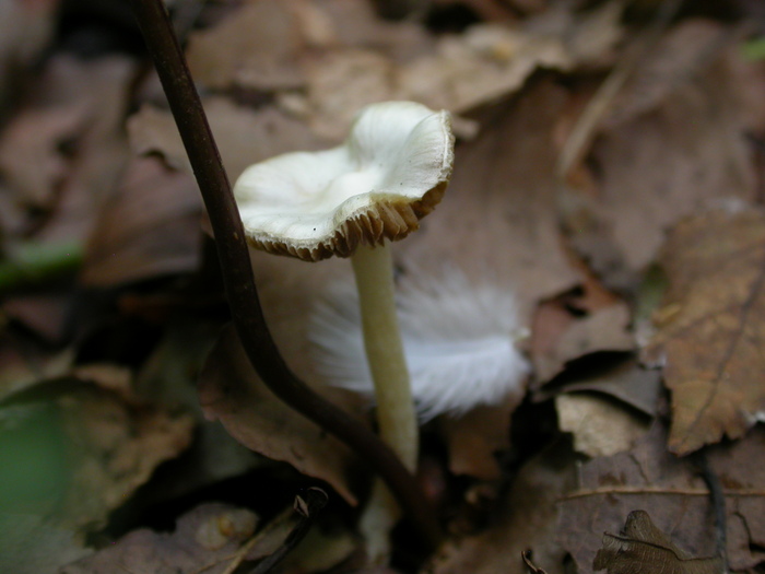 white pink gills