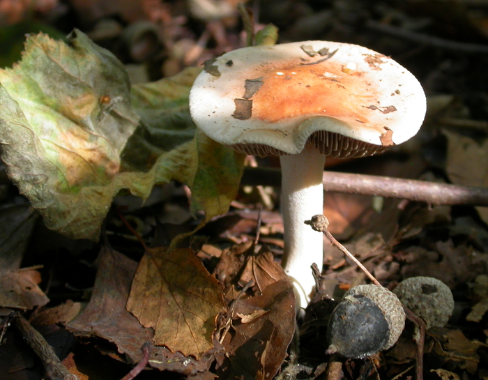 white brown gills