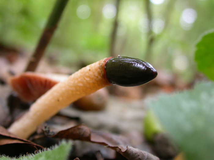 phalloides sp