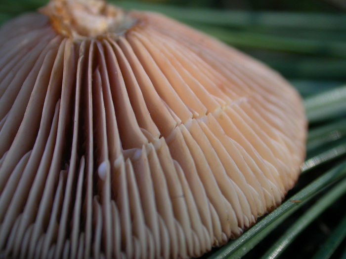 Lactarius sp